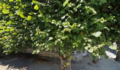 Piliego Antoine, Taxi à Gournay-sur-Marne